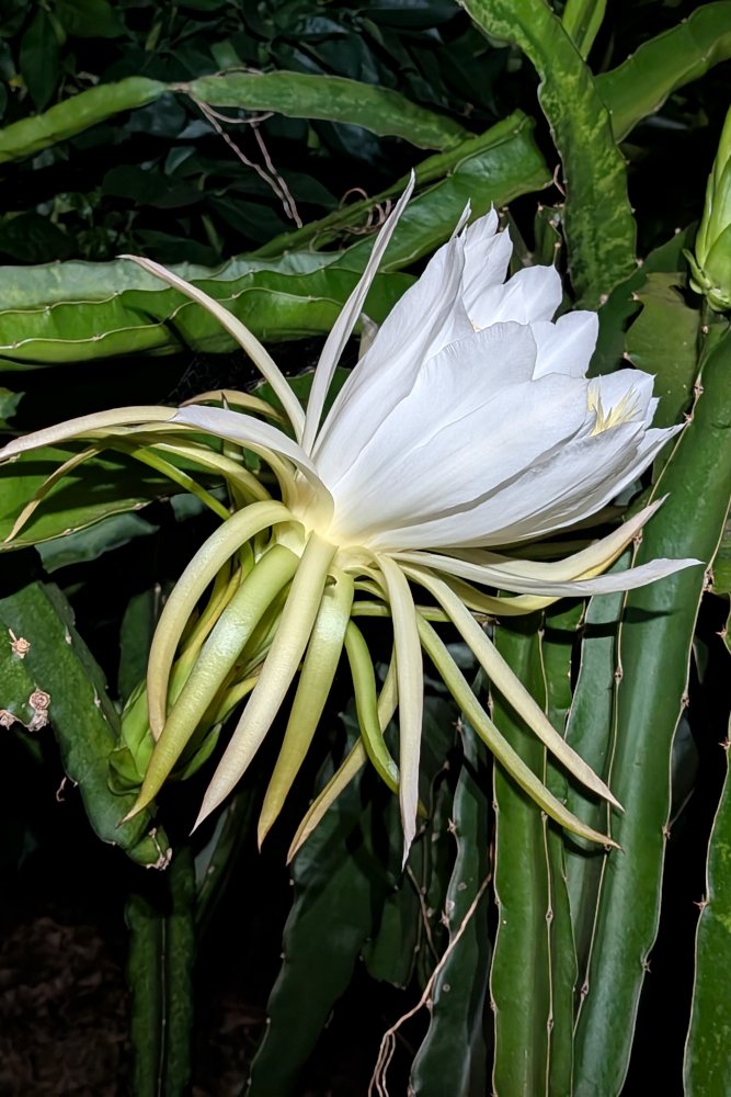 Day Flower